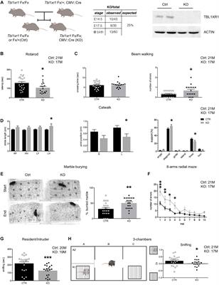 TBL1XR1 Ensures Balanced Neural Development Through NCOR Complex-Mediated Regulation of the MAPK Pathway